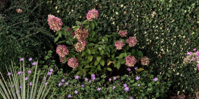 HYDRANGEA PANICULATA LIVING PINKY PROMISE.jpg