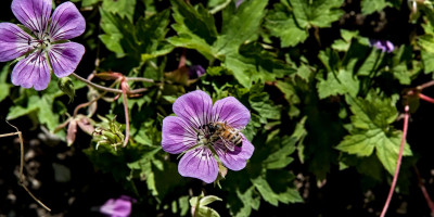 GERANIUM WALLICHIANUM SWEET HEIDY.jpg