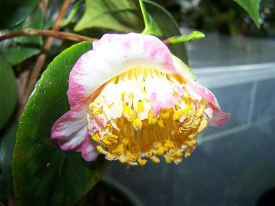 100_1666_Oh-Kan___Higo_japonica_____800.jpg