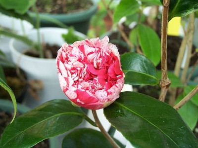 100_1668_Camellia_jap._Little_Bit_very_dense_anemone-form___640.jpg