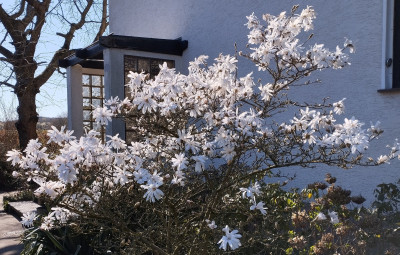 260318_Magnolie2.jpg
