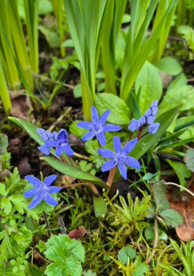 20260319_091143_kl Scilla bifolia.jpg