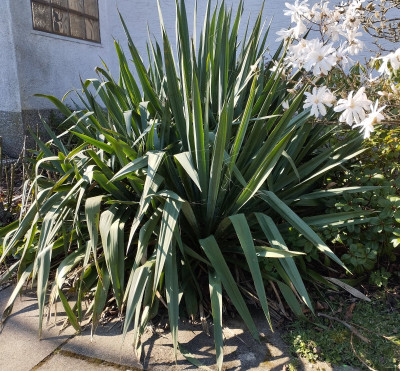 260319_Yucca.jpg
