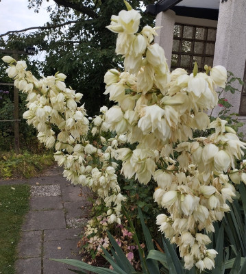 260319_Yucca2.jpg