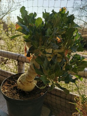 Brassica oleracea var. gongylodes.jpeg