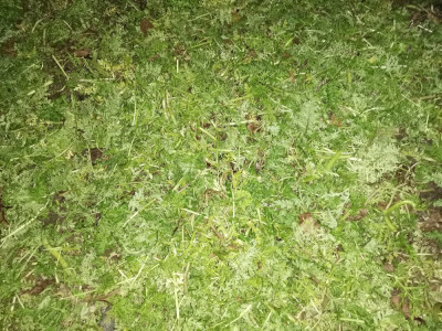 Phacelia geschnitten.jpeg