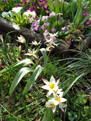 Tulipa turkestanica