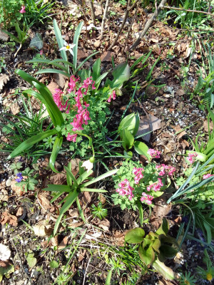 Corydalis solida Beth Evans