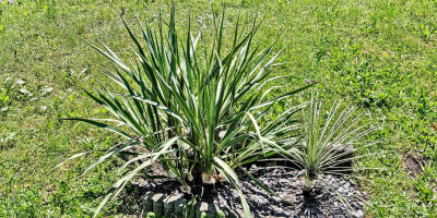 YUCCA PALLIDA X GLORIOSA ROBUSTA X ELATA und YUCCA GLAUCA X ELATA.jpg