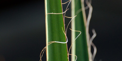 YUCCA FAXONIANA.jpg
