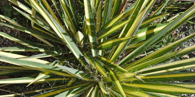 YUCCA FILAMENTOSA COLOR GUARD.jpg