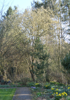 blühende Salweide