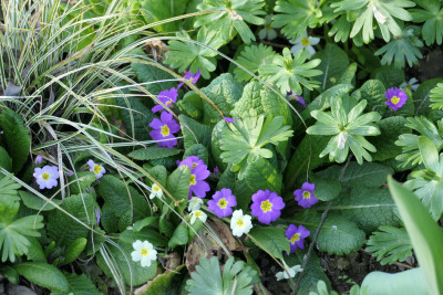 Primula vulgaris