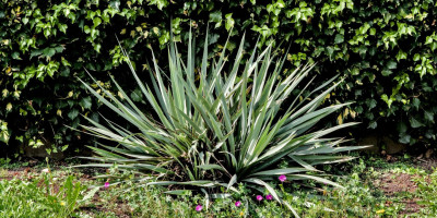 YUCCA PALLIDA X FILAMENTOSA FLACCIDA.jpg