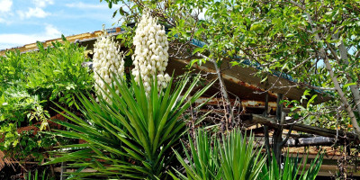 Yucca aloifolia.jpg