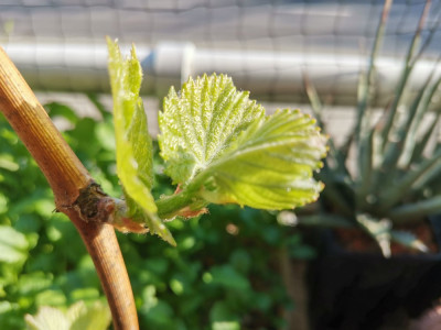 Chardonnay 20260320.jpeg