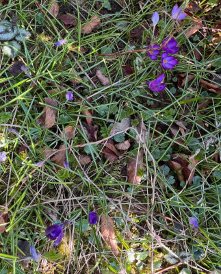 IMG_0388.jpeg