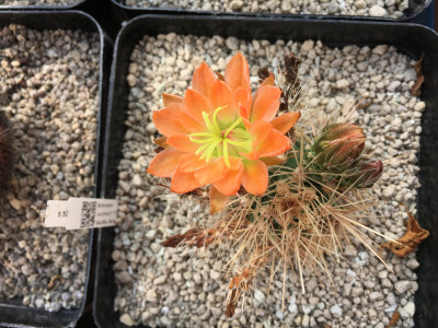 Echinocereus coccineus.JPG