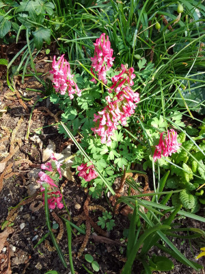 Corydalis solida Beth Evans