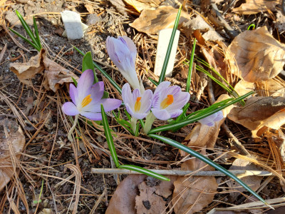 Crocus violett gestreift (Luz) 3.jpg