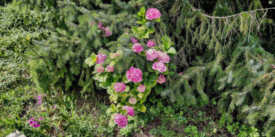 Rosmarin mit Phlox.jpg