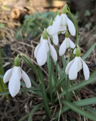 'Bohemian White' am 20.03.26