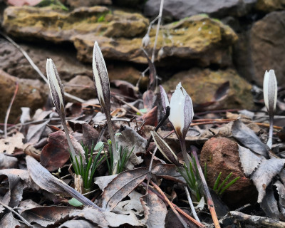 Crocus alataviticus 17.02.26