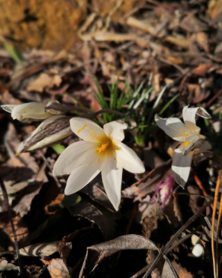 Crocus alataviticus 25.02.26