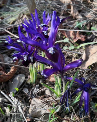 'Blue Note'