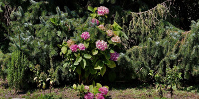 HYDRANGEA MACROPHYLLA1.jpg