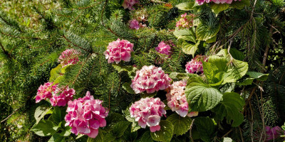 HYDRANGEA MACROPHYLLA2.jpg