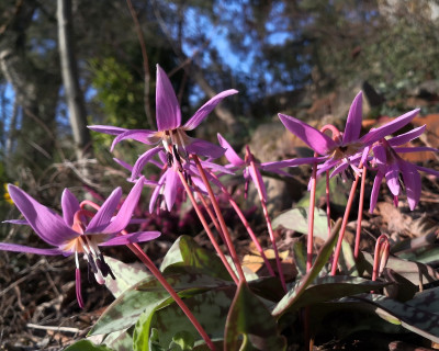 Erythronium dens-canis lerchenzorn