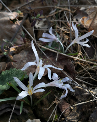 Colchicum munzurense 28.02.26