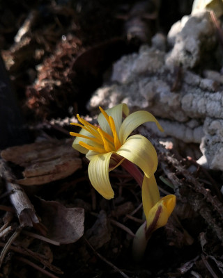 Colchicum x alberti  06.03.26