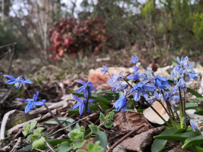 Scilla bithynica