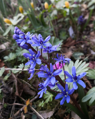 Scilla taurica