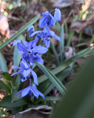 Scilla melaina