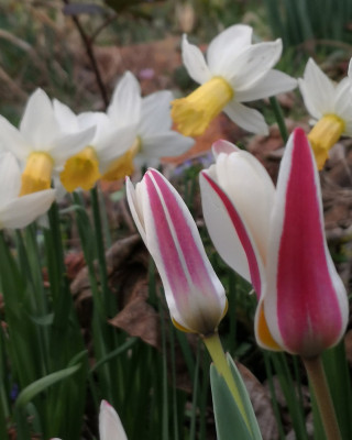 Tulipa kaufmanniana und Narcissus 'Winter Waltz'