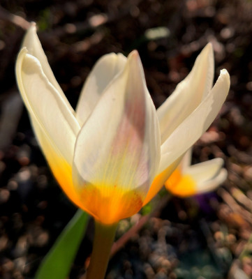 Tulipa kaufmaniana Ugom (aus Usbekistan)