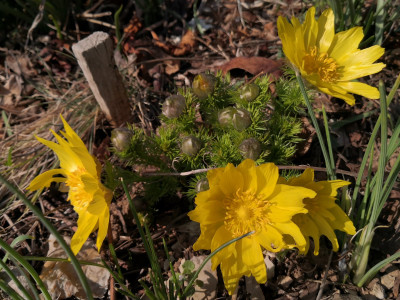Adonis vernalis