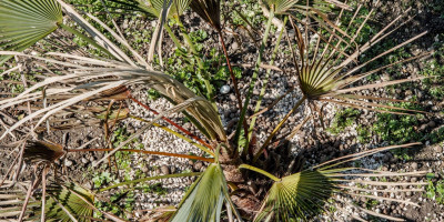 vertrocknete-palme.jpg
