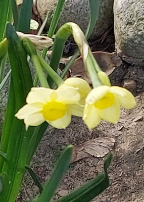 Narcissus Minnow