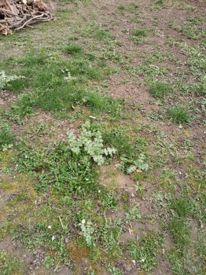 Rasen 121 Mariendistel.jpeg
