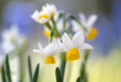 Frühling am Mittag