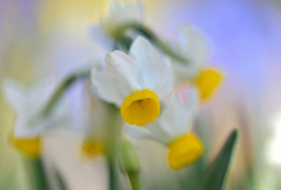Frühling am Morgen