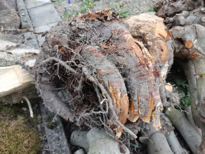 Ringelwurzel Blumentopfeffekt.jpeg