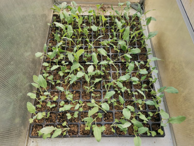 Kohlrabie 20260321.jpeg