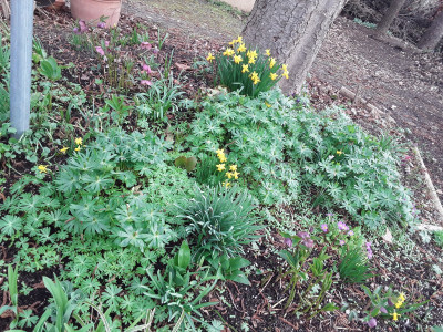 Eranthis hyemalis, Samenbildung