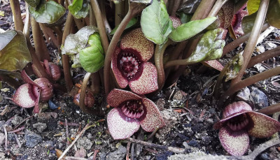 IMG_20260322_112951_Asarum heterotropoides mandshuricum.jpg