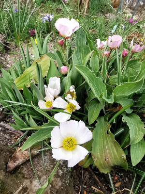 IMG_20260321_Ranunculus calandrinoides.jpg